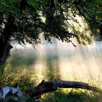 metatrader4官网下载